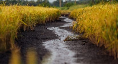 Arroz: una cosecha excelente en volumen y calidad, con el desafío de vender el grano lo mejor que se pueda.