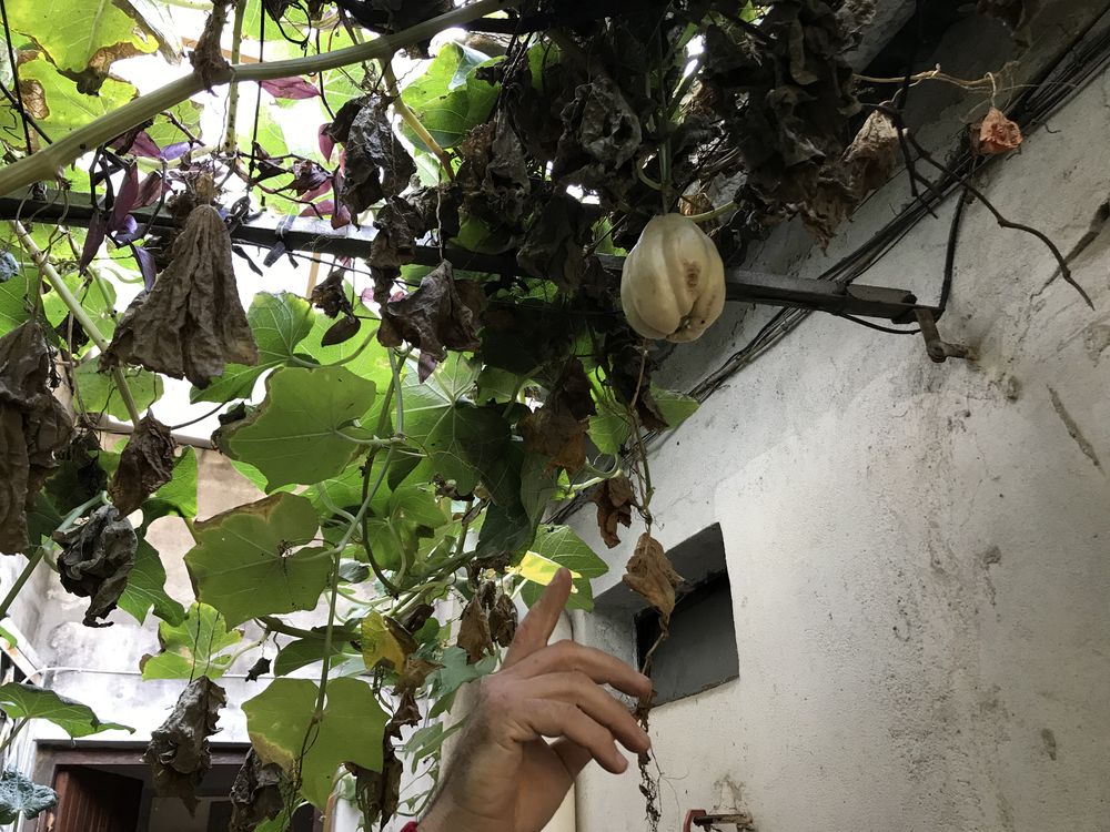 Papa del aire, la papa que se cosecha de un parral.