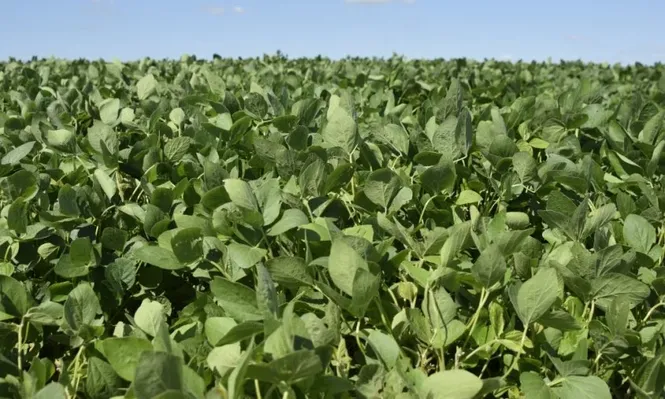 Compraventa de tierras cayó a su menor nivel en 17 años