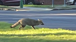 El zorro moviendose por Montevideo