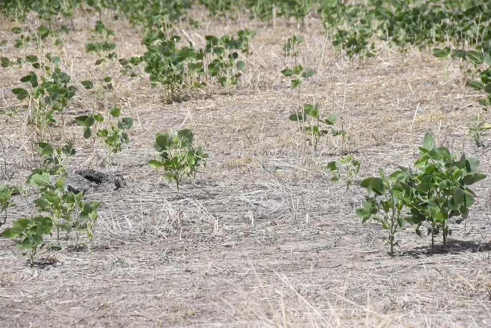Sequía y agricultura: los veranos son cada vez más desafiantes para la soja y el maíz.