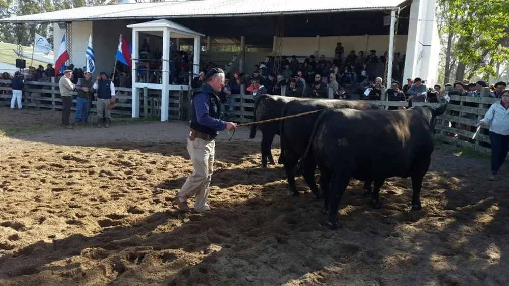 En las ventas de los Angus en el Local Quebracho hubo precios destacados.