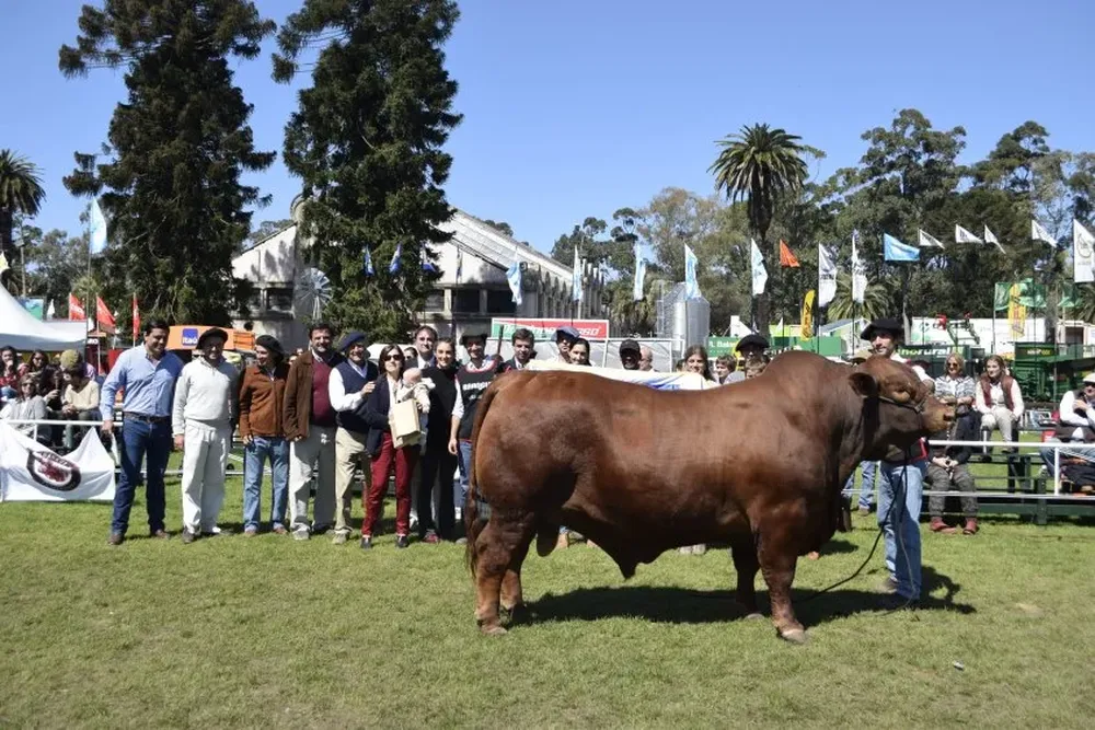 El Gran Campeón Brangus fue de El Coraje, de Bove Itzaina