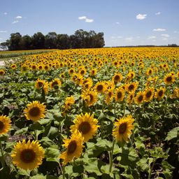 La molienda de girasol tuvo el mejor enero de los últimos 13 años
