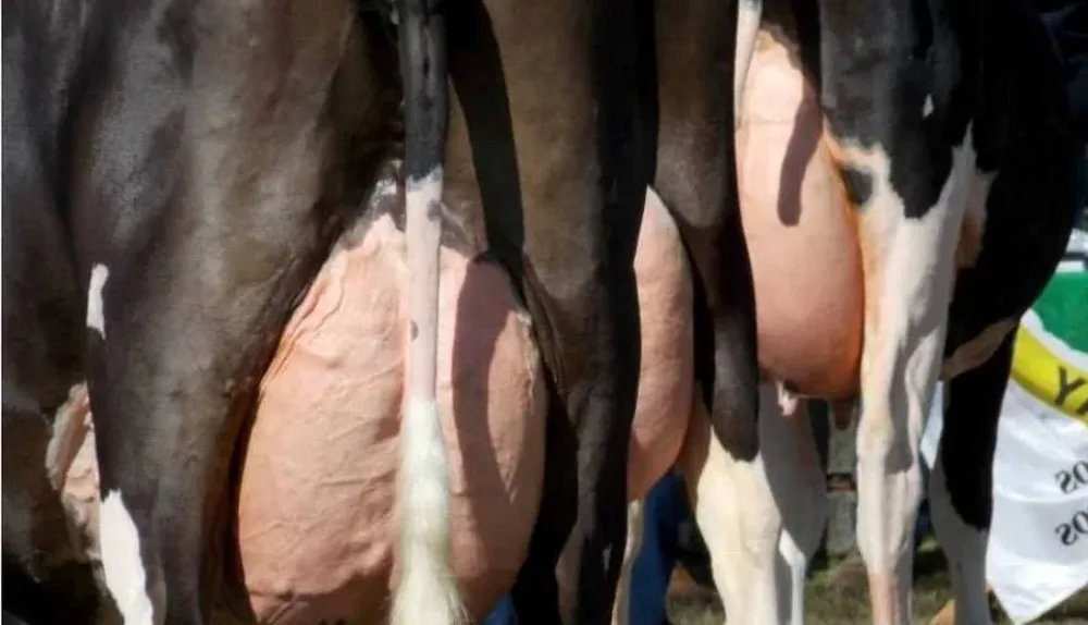 La baja del precio de leche a los tamberos refleja la depresión que sufre el mercado de lácteos