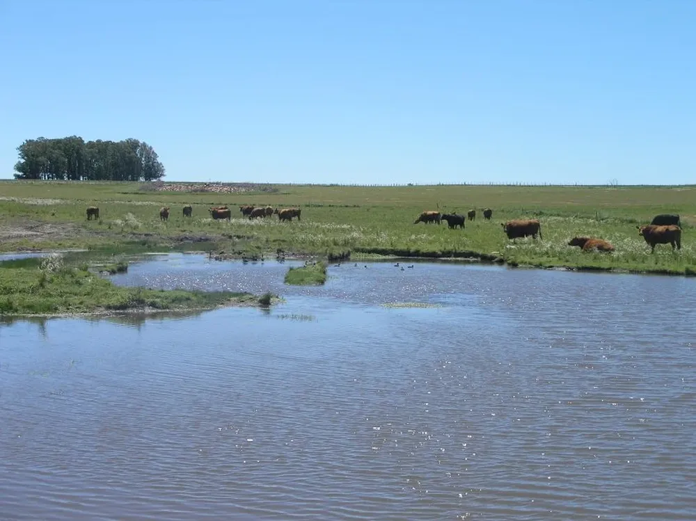 Transcurre un verano ideal para los manejos ganaderos.