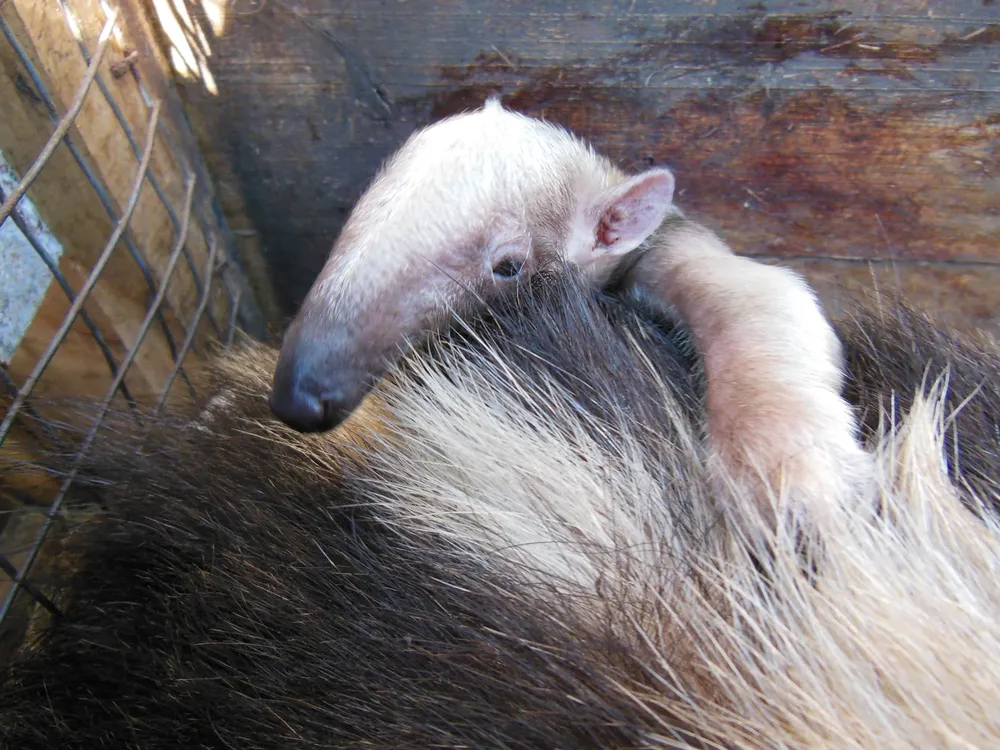 El tamanduá nacido en M’Bopicuá