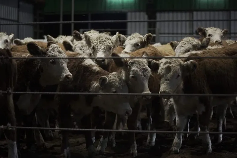 El remate se realizará en el Centro de Ventas Ganaderas Don Tito, en Tacuarembó.