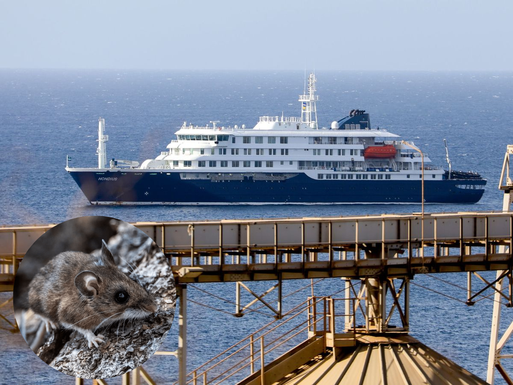 hantavirus crucero