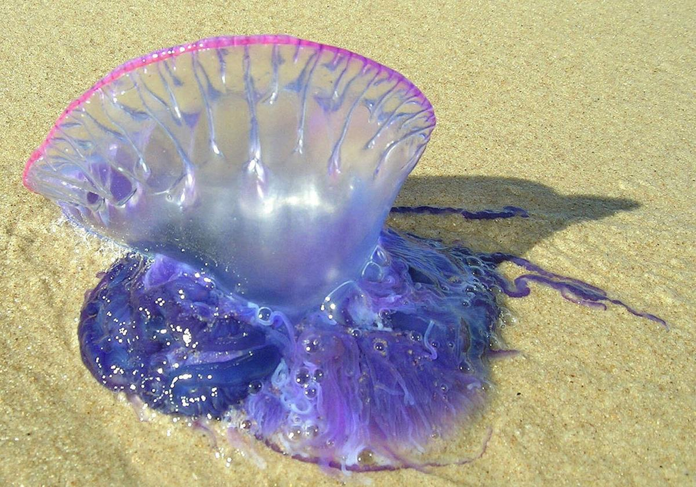 Carabela portuguesa, la medusa más agresiva.