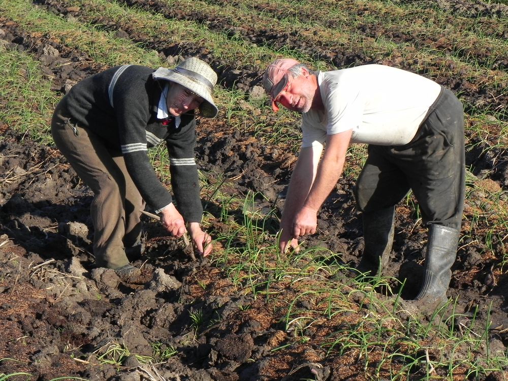 El Registro Nacional Frutihortícola es para productores con actividad frutícola, hortícola y de floricultura.
