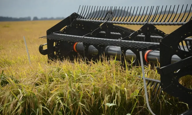 Sector arrocero: una cosecha récord es desafiante en un momento del mercado con mucha oferta.