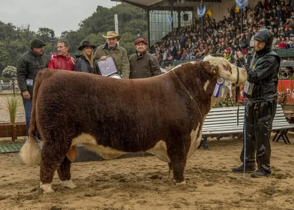 Estampa del Reservado de Gran Campeón Polled Hereford de Antiguas Estancias Don Roberto SA