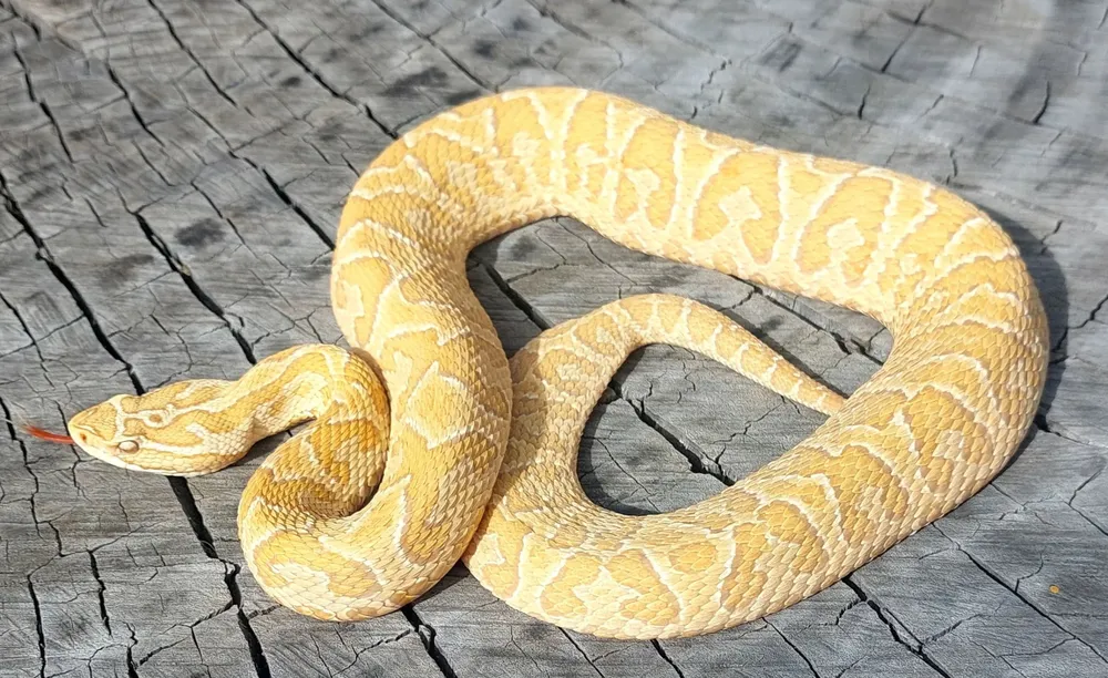 Serpiente crucera dorada encontrada por un productor rural de Paysandú y cuidada por Alternatus