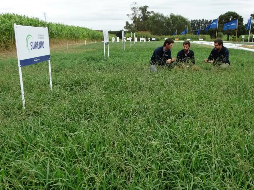Área demostrativa de PGG Wrightson Seeds.