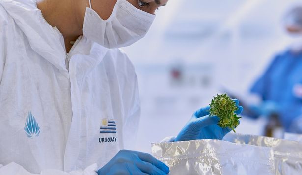 Cannabis medicinal, Fotmer 
