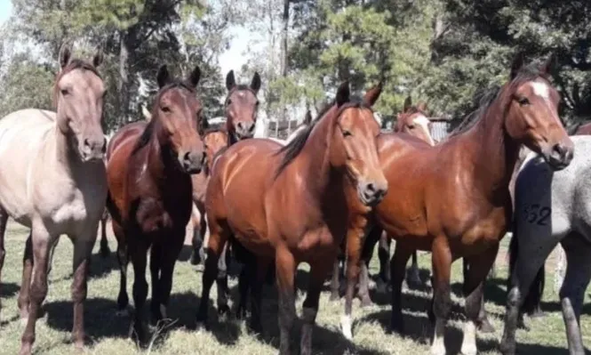 Se rematarán 32 equinos Criollos