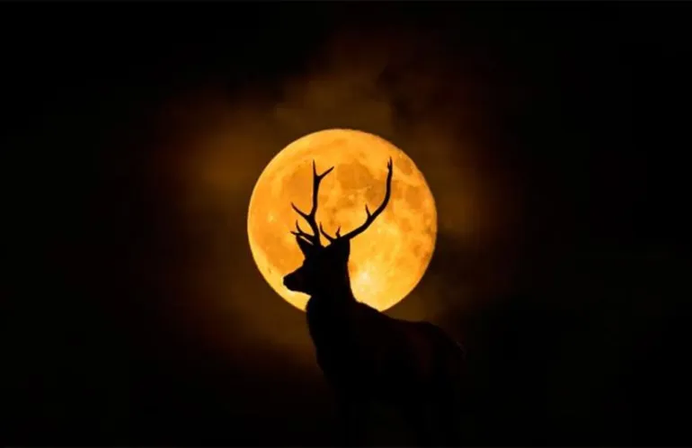 Luna del Ciervo