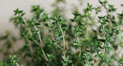 El Observador | 1705434798762.webp