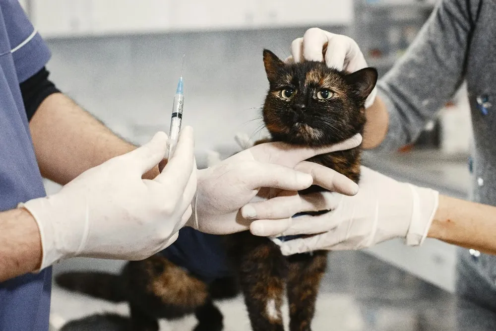 Los gatos mayores de 7 años deben ser llevados al veterinario cada seis meses.