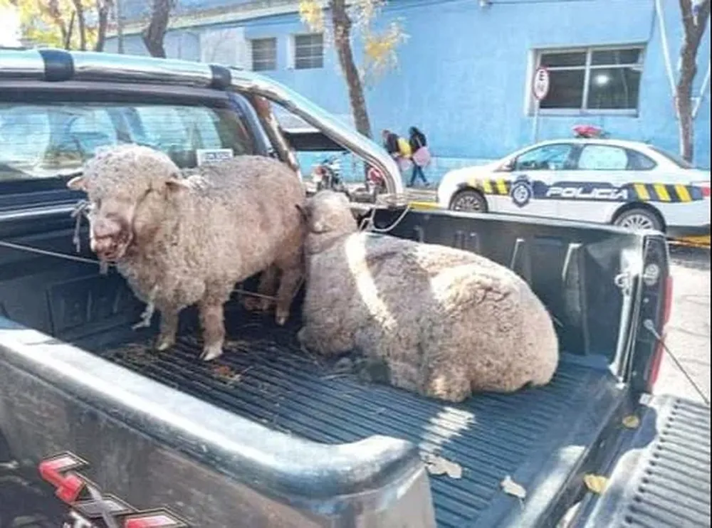 Ovejas, animales atacados por otros animales sin control, los perros.