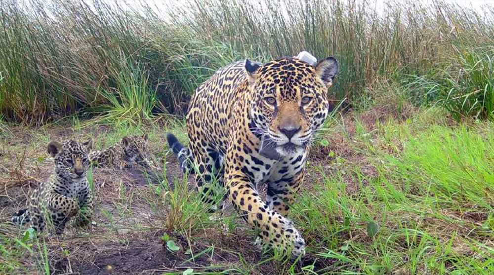 Nacieron tres cachorros de yaguareté en el Parque Nacional Iberá