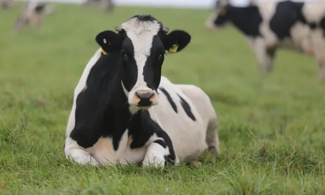 El precio de los lácteos no encuentra un piso