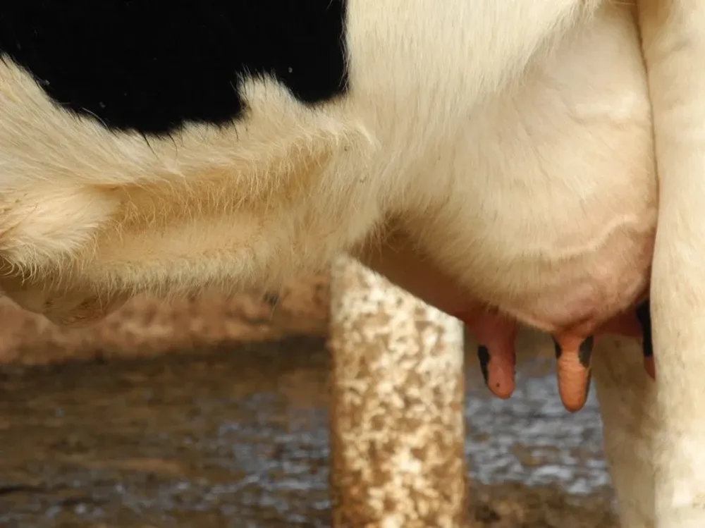 Defienden en EEUU los valores nutricionales únicos de la leche