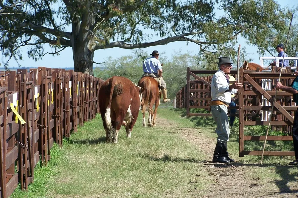 Torada Hereford de la Central de Pruebas del Hereford en Kiyú.