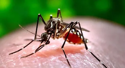 El aedes aegypti, mosquito transmisor del dengue