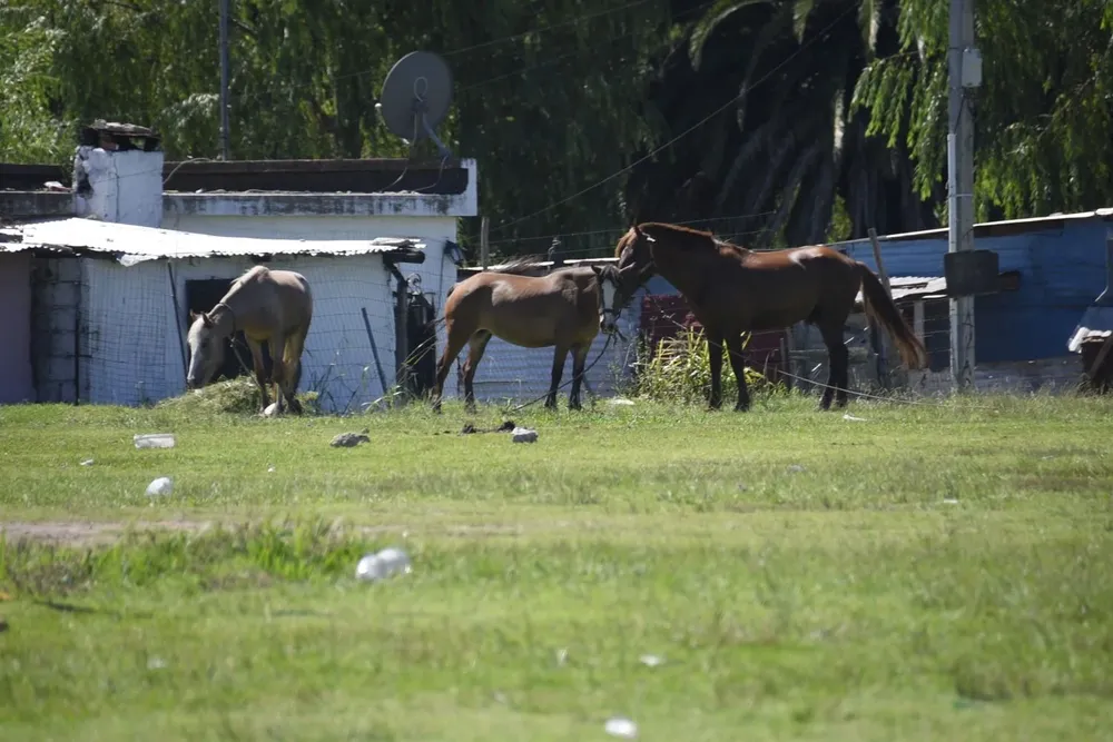 Los caballos rescatados por Animales Sin Hogar no se dan en adopción.
