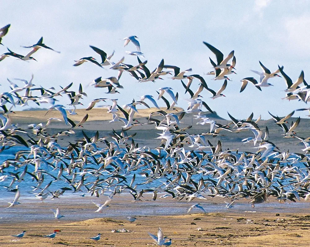 Rayadores y gaviotines en la laguna de Rocha