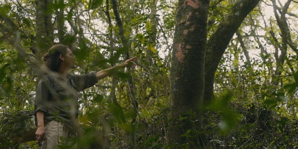Monte nativo de Ilex paraguariensis en Uruguay