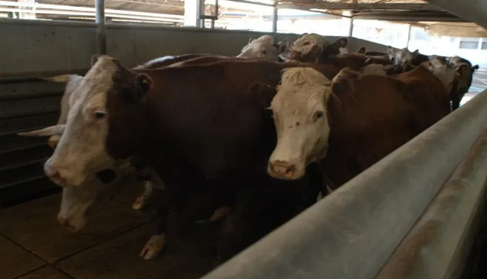 La faena vacuna apenas superó las 30 mil cabezas