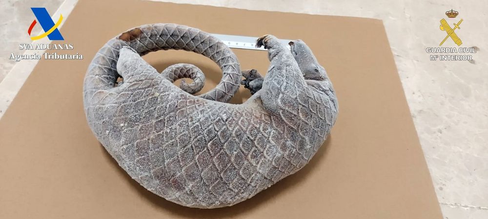 El pangolín muerto que intentaron ingresar por el aeropuerto de Valencia.