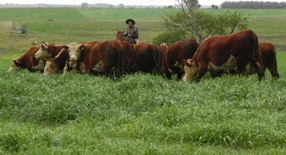 Novillo gordo con precio estabilizado en la semana inicial de setiembre.