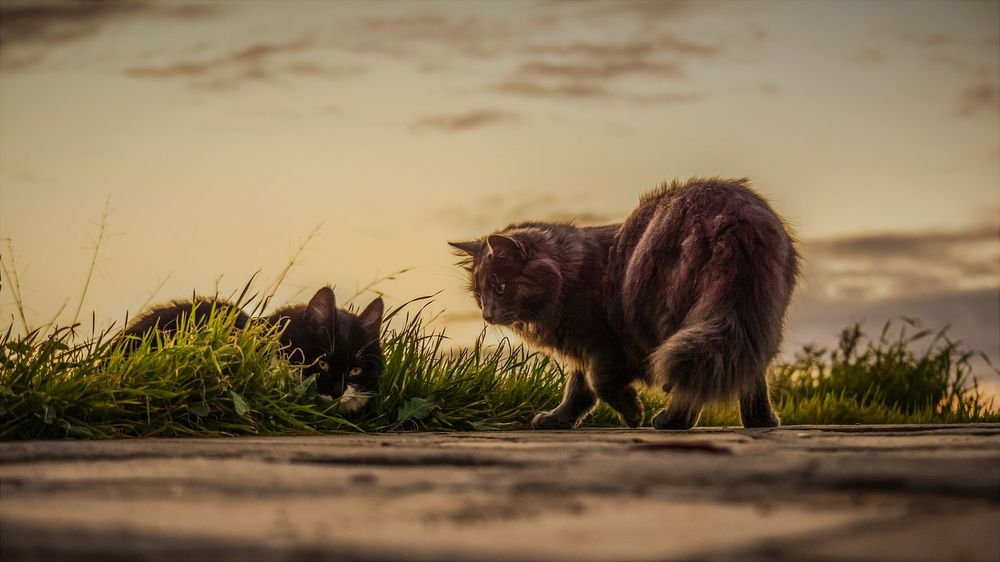 Los gatos pueden comer hierba para inducir el vómito y aliviar malestares estomacales. &nbsp;