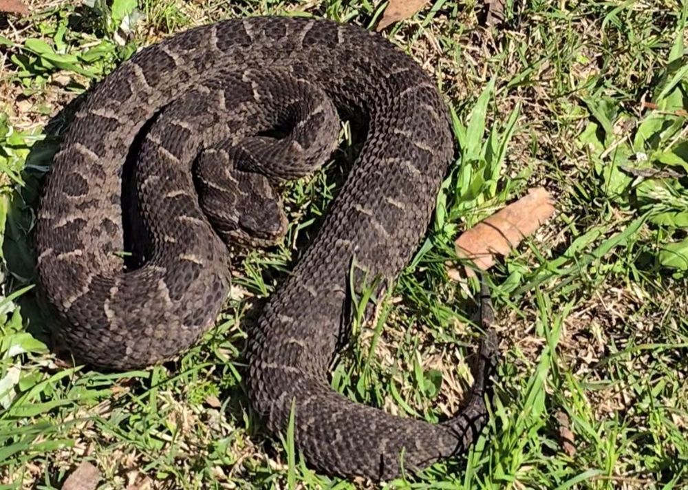 Serpiente yarará rescatada en el Castillo de Piria