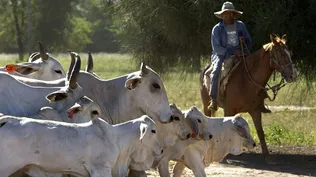 Acosados por los impuestos, los productores buscan mejores opciones para la ganadería fuera del país
