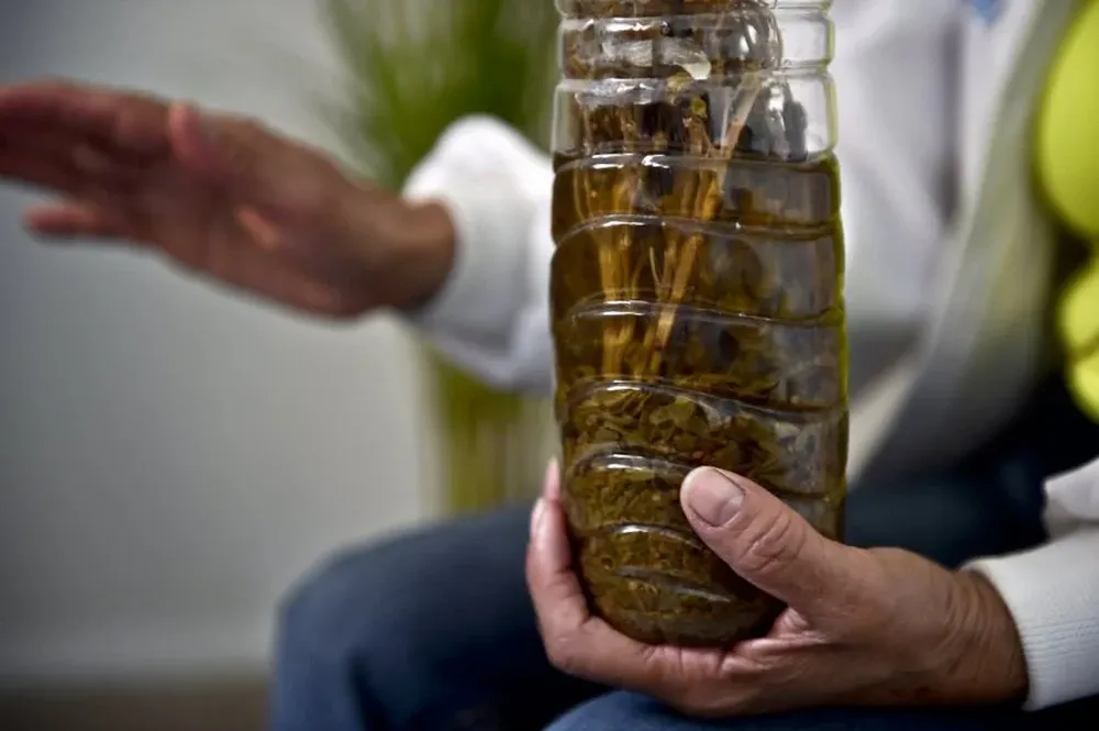 Marihuana macerada en alcohol, una receta de abuelas mexicanas que pasa de generación en generación