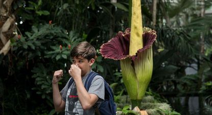 Cuando florece, el Aro Gigante expele un horroroso olor que busca simular el hedor de un animal en descomposición