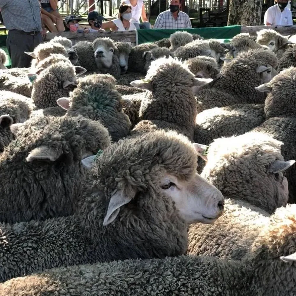Remate La señal del futuro de Don Aniceto y La Orejana