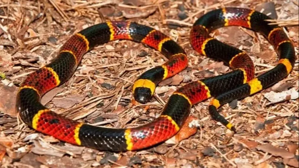 La serpiente coral, una de las más venenosas