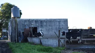 Que haya más tambos, un anhelo de las gremiales de productores del sector.