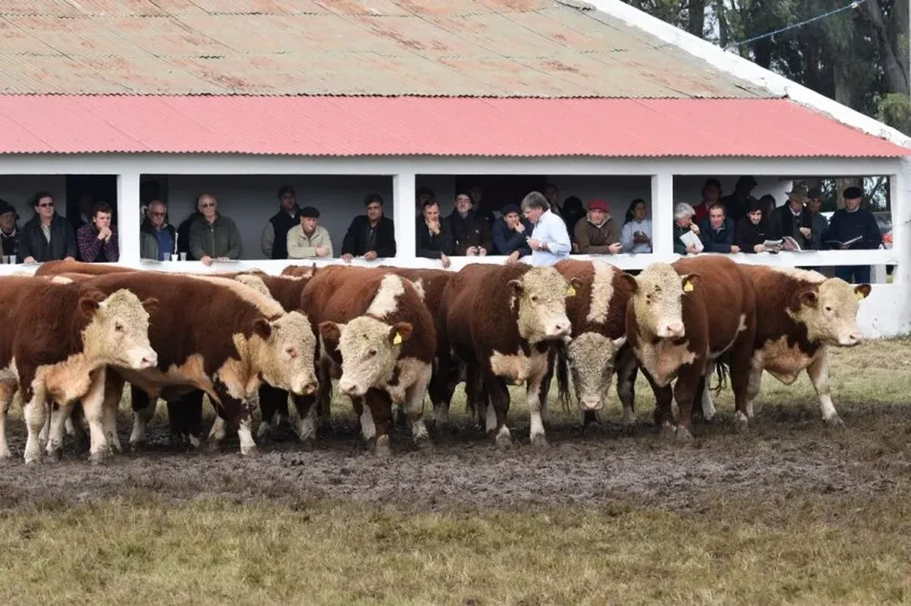 Producción de toros de cabaña Don Jacinto