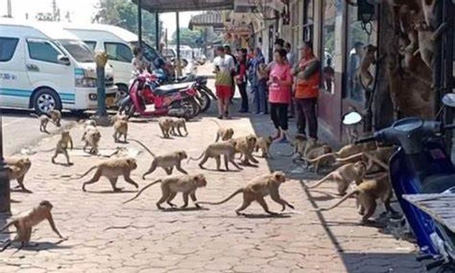 Monos en una ciudad de Tailandia