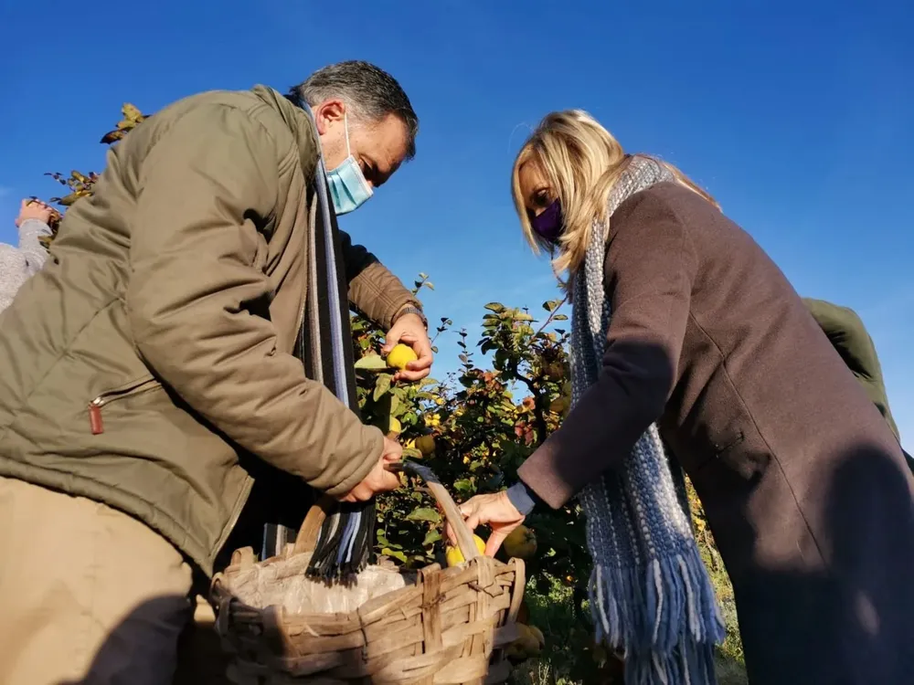 Yamandú Orsi y Beatriz Argimón recolectando membrillo en Canelón Chico