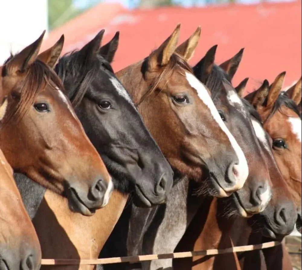 La venta de los Criollos comenzará a la hora 20.