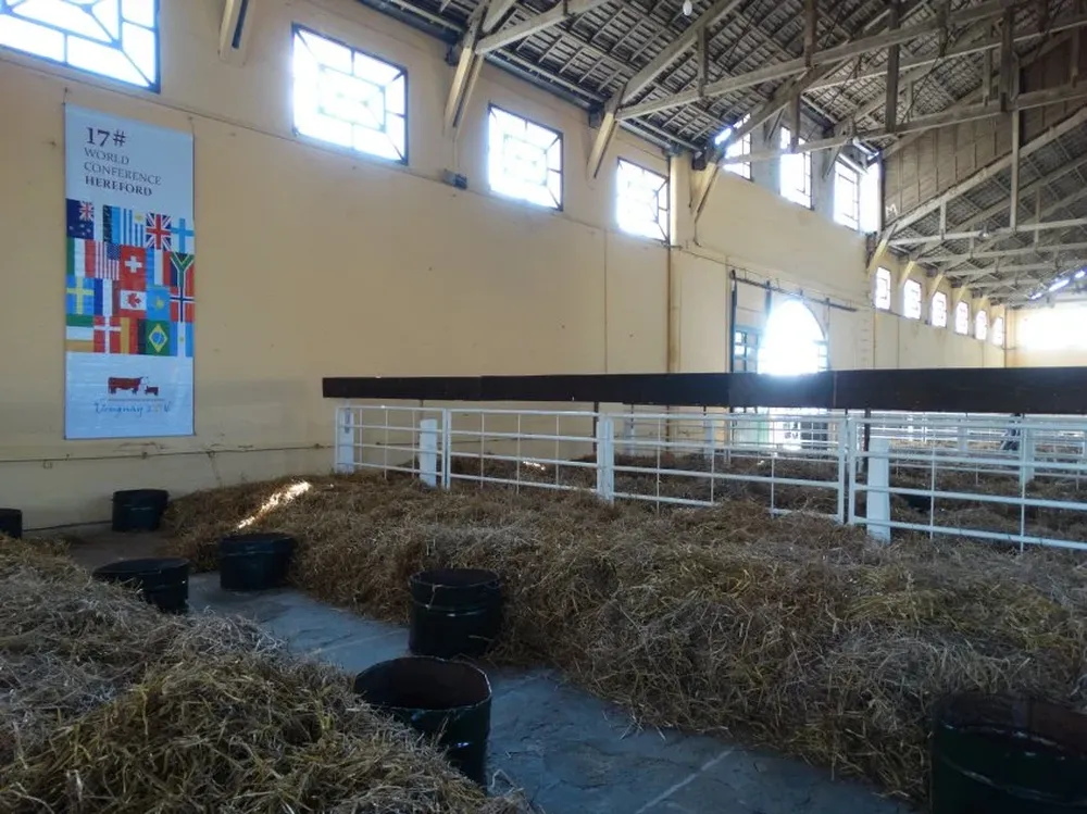 Prontas las camas para los vacunos en los históricos galpones de la Rural del Prado.