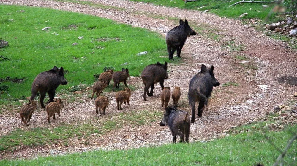 Entre los animales habilitados para cacería se encuentra el jabalí